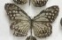  ( - AVM_130)  @11 [ ] CreativeCommons - Attribution Non-Commercial Share-Alike (2017) Markus Franzen Linnaeus university