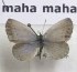  (Zizeeria maha - AVM_342)  @11 [ ] CreativeCommons - Attribution Non-Commercial Share-Alike (2017) Markus Franzen Linnaeus university