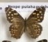  ( - AVM_165)  @11 [ ] CreativeCommons - Attribution Non-Commercial Share-Alike (2017) Markus Franzen Linnaeus university