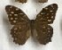  ( - AVM_166)  @12 [ ] CreativeCommons - Attribution Non-Commercial Share-Alike (2017) Markus Franzen Linnaeus university
