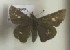  (Parnara ganga - AVM_362)  @11 [ ] CreativeCommons - Attribution Non-Commercial Share-Alike (2017) Markus Franzen Linnaeus university