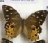  ( - AVM_173)  @11 [ ] CreativeCommons - Attribution Non-Commercial Share-Alike (2017) Markus Franzen Linnaeus university
