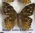  (Neope armandii - AVM_174)  @11 [ ] CreativeCommons - Attribution Non-Commercial Share-Alike (2017) Markus Franzen Linnaeus university