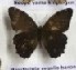  (Neope yama - AVM_175)  @11 [ ] CreativeCommons - Attribution Non-Commercial Share-Alike (2017) Markus Franzen Linnaeus university