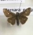  ( - AVM_382)  @11 [ ] CreativeCommons - Attribution Non-Commercial Share-Alike (2017) Markus Franzen Linnaeus university