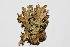  ( - LOB_38)  @11 [ ] Copyright (2014) Unspecified Institute Cor Tropical Biology and Conservation