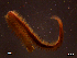  ( - MESED1-004)  @13 [ ] CreativeCommons - Attribution Non-Commercial Share-Alike (2013) Marcos A.M.L. Teixeira University of Minho, Centre of Molecular and Environmental Biology