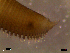 (Glycera alba - RR03-002)  @13 [ ] CreativeCommons - Attribution Non-Commercial Share-Alike (2013) Marcos A.M.L. Teixeira University of Minho, Centre of Molecular and Environmental Biology