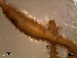  (Glycera tridactyla - RR19-001)  @13 [ ] CreativeCommons - Attribution Non-Commercial Share-Alike (2013) Marcos A.M.L. Teixeira University of Minho, Centre of Molecular and Environmental Biology