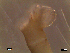  (Euclymene santandarensis - RR18-006)  @13 [ ] CreativeCommons - Attribution Non-Commercial Share-Alike (2013) Marcos A.M.L. Teixeira University of Minho, Centre of Molecular and Environmental Biology