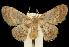  (Idaea microphysa - 06-BLLOC-251)  @15 [ ] CreativeCommons - Attribution (2010) Unspecified Centre for Biodiversity Genomics