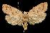  (Machimia tentoriferella - 06-BLLOC-1459)  @15 [ ] CreativeCommons - Attribution (2010) Unspecified Centre for Biodiversity Genomics