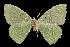  ( - 06-BLLOC-1951)  @13 [ ] CreativeCommons - Attribution (2010) Unspecified Centre for Biodiversity Genomics