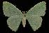  (Nemoria glaucomarginaria - 06-BLLOC-3571)  @15 [ ] CreativeCommons - Attribution (2010) Unspecified Centre for Biodiversity Genomics