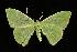  (Nemoria leptalea - 06-BLLOC-3940)  @14 [ ] CreativeCommons - Attribution (2010) Unspecified Centre for Biodiversity Genomics
