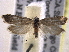  ( - BIOUG11928-F02)  @13 [ ] CreativeCommons - Attribution (2014) CBG Photography Group Centre for Biodiversity Genomics