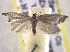  ( - BIOUG11928-G06)  @13 [ ] CreativeCommons - Attribution (2014) CBG Photography Group Centre for Biodiversity Genomics
