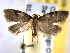  (Anopina triangulana - BIOUG06259-B05)  @14 [ ] CreativeCommons - Attribution (2013) CBG Photography Group Centre for Biodiversity Genomics