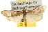  ( - BIOUG06259-C02)  @14 [ ] CreativeCommons - Attribution (2013) CBG Photography Group Centre for Biodiversity Genomics