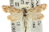  (Noctueliopsis aridalis - BIOUG06259-C06)  @14 [ ] CreativeCommons - Attribution (2013) CBG Photography Group Centre for Biodiversity Genomics