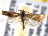  ( - BIOUG06259-C09)  @13 [ ] CreativeCommons - Attribution (2013) CBG Photography Group Centre for Biodiversity Genomics