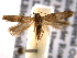  ( - BIOUG06259-D10)  @14 [ ] CreativeCommons - Attribution (2013) CBG Photography Group Centre for Biodiversity Genomics