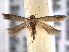  ( - BIOUG06259-F07)  @13 [ ] CreativeCommons - Attribution (2013) CBG Photography Group Centre for Biodiversity Genomics