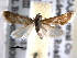  ( - BIOUG06259-H02)  @13 [ ] CreativeCommons - Attribution (2013) CBG Photography Group Centre for Biodiversity Genomics