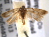  ( - BIOUG06259-H07)  @14 [ ] CreativeCommons - Attribution (2013) CBG Photography Group Centre for Biodiversity Genomics