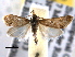  ( - BIOUG06259-H11)  @13 [ ] CreativeCommons - Attribution (2013) CBG Photography Group Centre for Biodiversity Genomics
