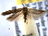  ( - BIOUG06458-A01)  @14 [ ] CreativeCommons - Attribution (2013) CBG Photography Group Centre for Biodiversity Genomics