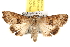  ( - BIOUG06458-F09)  @14 [ ] CreativeCommons - Attribution (2013) CBG Photography Group Centre for Biodiversity Genomics
