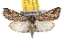  ( - BIOUG06458-F10)  @14 [ ] CreativeCommons - Attribution (2013) CBG Photography Group Centre for Biodiversity Genomics