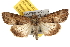  ( - BIOUG06458-G09)  @15 [ ] CreativeCommons - Attribution (2013) CBG Photography Group Centre for Biodiversity Genomics