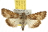  ( - BIOUG06458-H09)  @14 [ ] CreativeCommons - Attribution (2013) CBG Photography Group Centre for Biodiversity Genomics