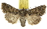  (Viridiseptis marina - BIOUG06604-B02)  @15 [ ] CreativeCommons - Attribution (2013) CBG Photography Group Centre for Biodiversity Genomics