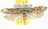  ( - BIOUG06604-C11)  @14 [ ] CreativeCommons - Attribution (2013) CBG Photography Group Centre for Biodiversity Genomics
