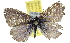  ( - BIOUG06604-G10)  @13 [ ] CreativeCommons - Attribution (2013) CBG Photography Group Centre for Biodiversity Genomics