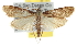  ( - BIOUG06604-H08)  @14 [ ] CreativeCommons - Attribution (2013) CBG Photography Group Centre for Biodiversity Genomics