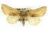  (Stiria consuela - BIOUG06605-B11)  @15 [ ] CreativeCommons - Attribution (2013) CBG Photography Group Centre for Biodiversity Genomics