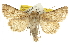  ( - BIOUG06605-F11)  @11 [ ] CreativeCommons - Attribution (2013) CBG Photography Group Centre for Biodiversity Genomics