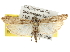  ( - BIOUG06605-G10)  @14 [ ] CreativeCommons - Attribution (2013) CBG Photography Group Centre for Biodiversity Genomics