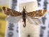  ( - BIOUG06606-D01)  @13 [ ] CreativeCommons - Attribution (2013) CBG Photography Group Centre for Biodiversity Genomics