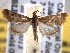  ( - BIOUG06606-D02)  @13 [ ] CreativeCommons - Attribution (2013) CBG Photography Group Centre for Biodiversity Genomics