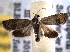  ( - BIOUG06606-D04)  @13 [ ] CreativeCommons - Attribution (2013) CBG Photography Group Centre for Biodiversity Genomics