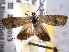  ( - BIOUG06606-D05)  @13 [ ] CreativeCommons - Attribution (2013) CBG Photography Group Centre for Biodiversity Genomics