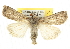  ( - BIOUG06606-E03)  @14 [ ] CreativeCommons - Attribution (2013) CBG Photography Group Centre for Biodiversity Genomics