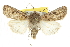  ( - BIOUG06606-E04)  @14 [ ] CreativeCommons - Attribution (2013) CBG Photography Group Centre for Biodiversity Genomics