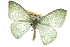  ( - BIOUG06805-A07)  @14 [ ] CreativeCommons - Attribution (2012) CBG Photography Group Centre for Biodiversity Genomics