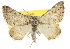  ( - BIOUG06805-C03)  @14 [ ] CreativeCommons - Attribution (2012) CBG Photography Group Centre for Biodiversity Genomics